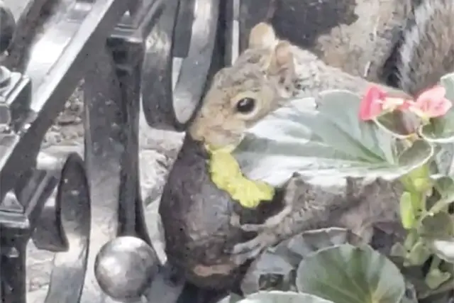 A squirrel devours an avocado on the Upper West Side